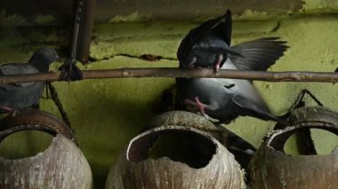Kaya güvercini ya da kaya güvercini savaşı. Dünyada sevilen bir evcil kuştur. Bazı bölgelerde, et için de gündeme geliyor. Eski zamanlarda da haberci olarak çalışırmış. Yavaş çekim videosu. 