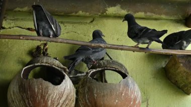Kaya güvercini ya da kaya güvercini savaşı. Dünyada sevilen bir evcil kuştur. Bazı bölgelerde, et için de gündeme geliyor. Eski zamanlarda da haberci olarak çalışırmış. Yavaş çekim videosu. 