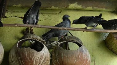 Kaya güvercini ya da kaya güvercini savaşı. Dünyada sevilen bir evcil kuştur. Bazı bölgelerde, et için de gündeme geliyor. Eski zamanlarda da haberci olarak çalışırmış. Yavaş çekim videosu. 