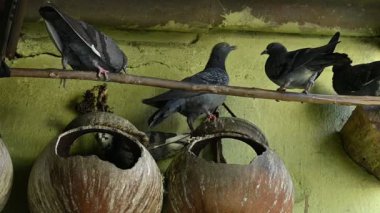 Kaya güvercini ya da kaya güvercini savaşı. Dünyada sevilen bir evcil kuştur. Bazı bölgelerde, et için de gündeme geliyor. Eski zamanlarda da haberci olarak çalışırmış. Yavaş çekim videosu. 