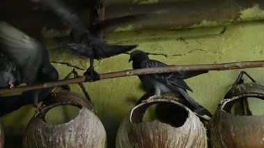 Kaya güvercini ya da kaya güvercini savaşı. Dünyada sevilen bir evcil kuştur. Bazı bölgelerde, et için de gündeme geliyor. Eski zamanlarda da haberci olarak çalışırmış. Yavaş çekim videosu. 