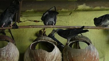 Kaya güvercini ya da kaya güvercini savaşı. Dünyada sevilen bir evcil kuştur. Bazı bölgelerde, et için de gündeme geliyor. Eski zamanlarda da haberci olarak çalışırmış. Yavaş çekim videosu. 