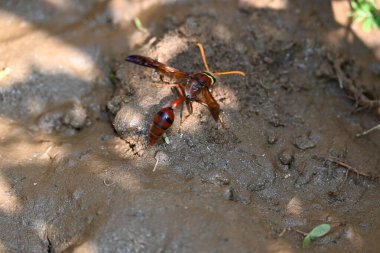 Sarı kağıt eşekarısı. Diğer isimleri değişik kağıt eşekarıları ve Polistes versicolor. Bu asubtropik sosyal eşekarısı Polistes ile birlikte, en yaygın kağıt eşekarısı cinsi. Isırığı çok acıtıyor..