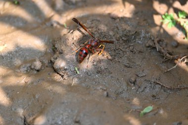 Sarı kağıt eşekarısı. Diğer isimleri değişik kağıt eşekarıları ve Polistes versicolor. Bu asubtropik sosyal eşekarısı Polistes ile birlikte, en yaygın kağıt eşekarısı cinsi. Isırığı çok acıtıyor..
