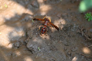 Sarı kağıt eşekarısı. Diğer isimleri değişik kağıt eşekarıları ve Polistes versicolor. Bu asubtropik sosyal eşekarısı Polistes ile birlikte, en yaygın kağıt eşekarısı cinsi. Isırığı çok acıtıyor..