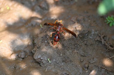 Sarı kağıt eşekarısı. Diğer isimleri değişik kağıt eşekarıları ve Polistes versicolor. Bu asubtropik sosyal eşekarısı Polistes ile birlikte, en yaygın kağıt eşekarısı cinsi. Isırığı çok acıtıyor..