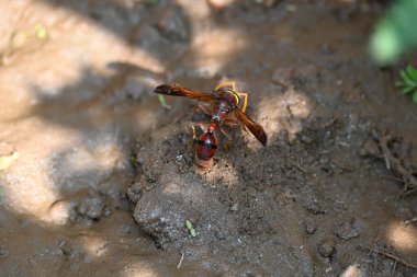 Sarı kağıt eşekarısı. Diğer isimleri değişik kağıt eşekarıları ve Polistes versicolor. Bu asubtropik sosyal eşekarısı Polistes ile birlikte, en yaygın kağıt eşekarısı cinsi. Isırığı çok acıtıyor..