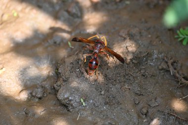 Sarı kağıt eşekarısı. Diğer isimleri değişik kağıt eşekarıları ve Polistes versicolor. Bu asubtropik sosyal eşekarısı Polistes ile birlikte, en yaygın kağıt eşekarısı cinsi. Isırığı çok acıtıyor..