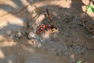 Sarı kağıt eşekarısı. Diğer isimleri değişik kağıt eşekarıları ve Polistes versicolor. Bu asubtropik sosyal eşekarısı Polistes ile birlikte, en yaygın kağıt eşekarısı cinsi. Isırığı çok acıtıyor..