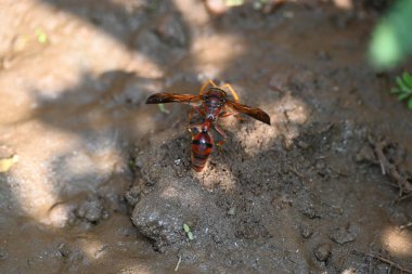 Sarı kağıt eşekarısı. Diğer isimleri değişik kağıt eşekarıları ve Polistes versicolor. Bu asubtropik sosyal eşekarısı Polistes ile birlikte, en yaygın kağıt eşekarısı cinsi. Isırığı çok acıtıyor..