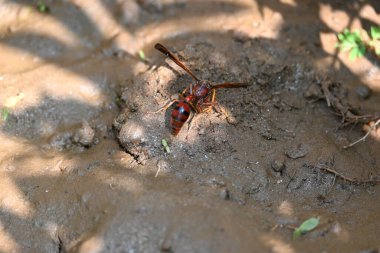 Sarı kağıt eşekarısı. Diğer isimleri değişik kağıt eşekarıları ve Polistes versicolor. Bu asubtropik sosyal eşekarısı Polistes ile birlikte, en yaygın kağıt eşekarısı cinsi. Isırığı çok acıtıyor..