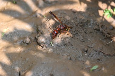 Sarı kağıt eşekarısı. Diğer isimleri değişik kağıt eşekarıları ve Polistes versicolor. Bu asubtropik sosyal eşekarısı Polistes ile birlikte, en yaygın kağıt eşekarısı cinsi. Isırığı çok acıtıyor..