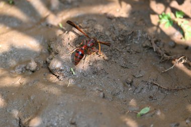 Sarı kağıt eşekarısı. Diğer isimleri değişik kağıt eşekarıları ve Polistes versicolor. Bu asubtropik sosyal eşekarısı Polistes ile birlikte, en yaygın kağıt eşekarısı cinsi. Isırığı çok acıtıyor..