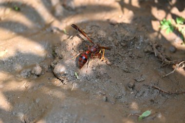Sarı kağıt eşekarısı. Diğer isimleri değişik kağıt eşekarıları ve Polistes versicolor. Bu asubtropik sosyal eşekarısı Polistes ile birlikte, en yaygın kağıt eşekarısı cinsi. Isırığı çok acıtıyor..