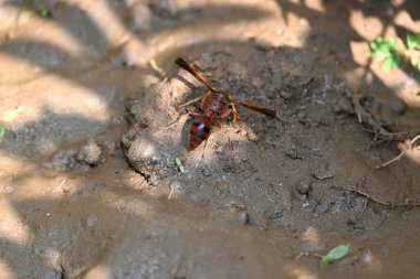 Sarı kağıt eşekarısı. Diğer isimleri değişik kağıt eşekarıları ve Polistes versicolor. Bu asubtropik sosyal eşekarısı Polistes ile birlikte, en yaygın kağıt eşekarısı cinsi. Isırığı çok acıtıyor..