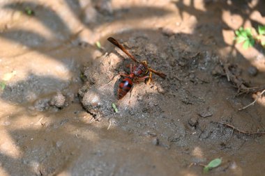 Sarı kağıt eşekarısı. Diğer isimleri değişik kağıt eşekarıları ve Polistes versicolor. Bu asubtropik sosyal eşekarısı Polistes ile birlikte, en yaygın kağıt eşekarısı cinsi. Isırığı çok acıtıyor..