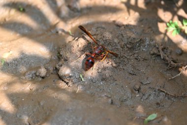 Sarı kağıt eşekarısı. Diğer isimleri değişik kağıt eşekarıları ve Polistes versicolor. Bu asubtropik sosyal eşekarısı Polistes ile birlikte, en yaygın kağıt eşekarısı cinsi. Isırığı çok acıtıyor..