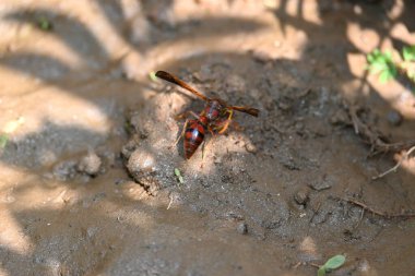 Sarı kağıt eşekarısı. Diğer isimleri değişik kağıt eşekarıları ve Polistes versicolor. Bu asubtropik sosyal eşekarısı Polistes ile birlikte, en yaygın kağıt eşekarısı cinsi. Isırığı çok acıtıyor..