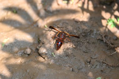 Sarı kağıt eşekarısı. Diğer isimleri değişik kağıt eşekarıları ve Polistes versicolor. Bu asubtropik sosyal eşekarısı Polistes ile birlikte, en yaygın kağıt eşekarısı cinsi. Isırığı çok acıtıyor..