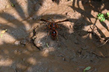 Sarı kağıt eşekarısı. Diğer isimleri değişik kağıt eşekarıları ve Polistes versicolor. Bu asubtropik sosyal eşekarısı Polistes ile birlikte, en yaygın kağıt eşekarısı cinsi. Isırığı çok acıtıyor..