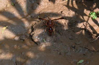 Sarı kağıt eşekarısı. Diğer isimleri değişik kağıt eşekarıları ve Polistes versicolor. Bu asubtropik sosyal eşekarısı Polistes ile birlikte, en yaygın kağıt eşekarısı cinsi. Isırığı çok acıtıyor..