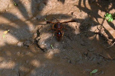 Sarı kağıt eşekarısı. Diğer isimleri değişik kağıt eşekarıları ve Polistes versicolor. Bu asubtropik sosyal eşekarısı Polistes ile birlikte, en yaygın kağıt eşekarısı cinsi. Isırığı çok acıtıyor..