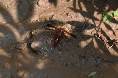Sarı kağıt eşekarısı. Diğer isimleri değişik kağıt eşekarıları ve Polistes versicolor. Bu asubtropik sosyal eşekarısı Polistes ile birlikte, en yaygın kağıt eşekarısı cinsi. Isırığı çok acıtıyor..