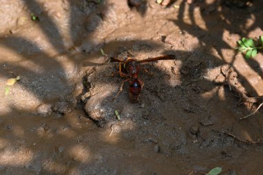 Sarı kağıt eşekarısı. Diğer isimleri değişik kağıt eşekarıları ve Polistes versicolor. Bu asubtropik sosyal eşekarısı Polistes ile birlikte, en yaygın kağıt eşekarısı cinsi. Isırığı çok acıtıyor..