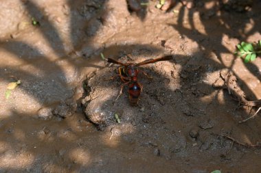 Sarı kağıt eşekarısı. Diğer isimleri değişik kağıt eşekarıları ve Polistes versicolor. Bu asubtropik sosyal eşekarısı Polistes ile birlikte, en yaygın kağıt eşekarısı cinsi. Isırığı çok acıtıyor..