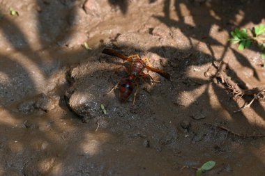 Sarı kağıt eşekarısı. Diğer isimleri değişik kağıt eşekarıları ve Polistes versicolor. Bu asubtropik sosyal eşekarısı Polistes ile birlikte, en yaygın kağıt eşekarısı cinsi. Isırığı çok acıtıyor..