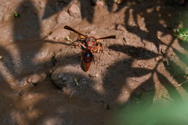 Sarı kağıt eşekarısı. Diğer isimleri değişik kağıt eşekarıları ve Polistes versicolor. Bu asubtropik sosyal eşekarısı Polistes ile birlikte, en yaygın kağıt eşekarısı cinsi. Isırığı çok acıtıyor..
