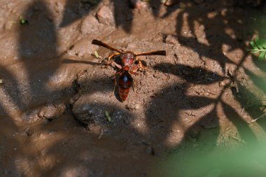 Sarı kağıt eşekarısı. Diğer isimleri değişik kağıt eşekarıları ve Polistes versicolor. Bu asubtropik sosyal eşekarısı Polistes ile birlikte, en yaygın kağıt eşekarısı cinsi. Isırığı çok acıtıyor..