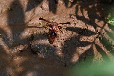 Sarı kağıt eşekarısı. Diğer isimleri değişik kağıt eşekarıları ve Polistes versicolor. Bu asubtropik sosyal eşekarısı Polistes ile birlikte, en yaygın kağıt eşekarısı cinsi. Isırığı çok acıtıyor..