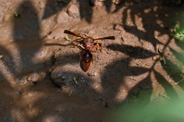 Sarı kağıt eşekarısı. Diğer isimleri değişik kağıt eşekarıları ve Polistes versicolor. Bu asubtropik sosyal eşekarısı Polistes ile birlikte, en yaygın kağıt eşekarısı cinsi. Isırığı çok acıtıyor..