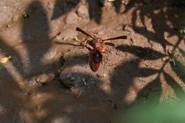 Sarı kağıt eşekarısı. Diğer isimleri değişik kağıt eşekarıları ve Polistes versicolor. Bu asubtropik sosyal eşekarısı Polistes ile birlikte, en yaygın kağıt eşekarısı cinsi. Isırığı çok acıtıyor..