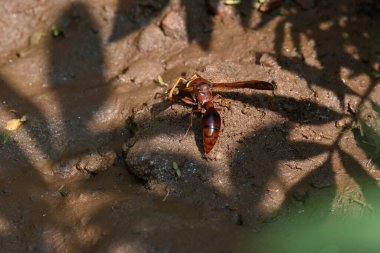 Keçi eti doğrama. Hint köyündeki geleneksel demir aletlerden taze çiğ ya da pişmemiş koyun eti. Keçi etini küçük parçalara ayırmak..