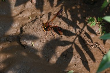 Keçi eti doğrama. Hint köyündeki geleneksel demir aletlerden taze çiğ ya da pişmemiş koyun eti. Keçi etini küçük parçalara ayırmak..