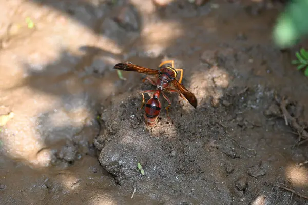 Sarı kağıt eşekarısı. Diğer isimleri değişik kağıt eşekarıları ve Polistes versicolor. Bu asubtropik sosyal eşekarısı Polistes ile birlikte, en yaygın kağıt eşekarısı cinsi. Isırığı çok acıtıyor..