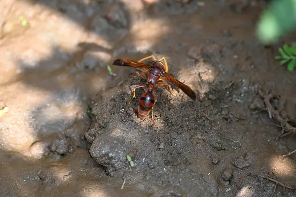 Sarı kağıt eşekarısı. Diğer isimleri değişik kağıt eşekarıları ve Polistes versicolor. Bu asubtropik sosyal eşekarısı Polistes ile birlikte, en yaygın kağıt eşekarısı cinsi. Isırığı çok acıtıyor..