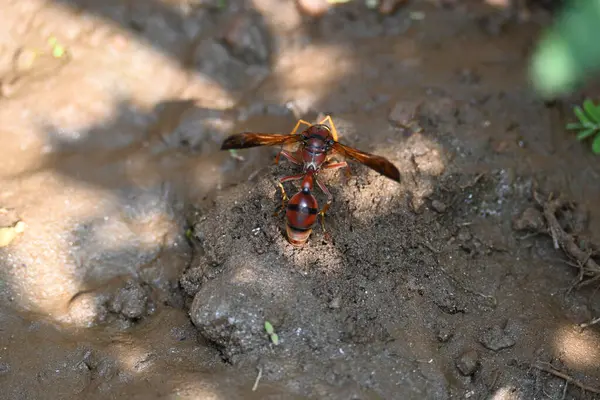 Sarı kağıt eşekarısı. Diğer isimleri değişik kağıt eşekarıları ve Polistes versicolor. Bu asubtropik sosyal eşekarısı Polistes ile birlikte, en yaygın kağıt eşekarısı cinsi. Isırığı çok acıtıyor..