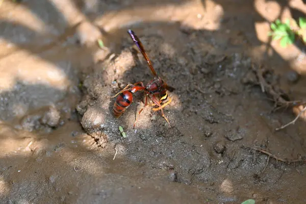 Sarı kağıt eşekarısı. Diğer isimleri değişik kağıt eşekarıları ve Polistes versicolor. Bu asubtropik sosyal eşekarısı Polistes ile birlikte, en yaygın kağıt eşekarısı cinsi. Isırığı çok acıtıyor..