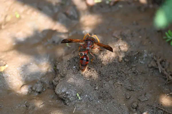 Sarı kağıt eşekarısı. Diğer isimleri değişik kağıt eşekarıları ve Polistes versicolor. Bu asubtropik sosyal eşekarısı Polistes ile birlikte, en yaygın kağıt eşekarısı cinsi. Isırığı çok acıtıyor..