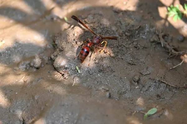 Sarı kağıt eşekarısı. Diğer isimleri değişik kağıt eşekarıları ve Polistes versicolor. Bu asubtropik sosyal eşekarısı Polistes ile birlikte, en yaygın kağıt eşekarısı cinsi. Isırığı çok acıtıyor..
