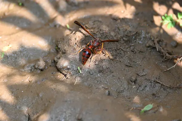 Sarı kağıt eşekarısı. Diğer isimleri değişik kağıt eşekarıları ve Polistes versicolor. Bu asubtropik sosyal eşekarısı Polistes ile birlikte, en yaygın kağıt eşekarısı cinsi. Isırığı çok acıtıyor..