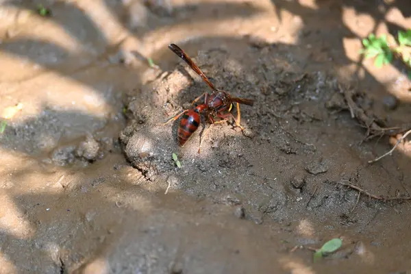Sarı kağıt eşekarısı. Diğer isimleri değişik kağıt eşekarıları ve Polistes versicolor. Bu asubtropik sosyal eşekarısı Polistes ile birlikte, en yaygın kağıt eşekarısı cinsi. Isırığı çok acıtıyor..