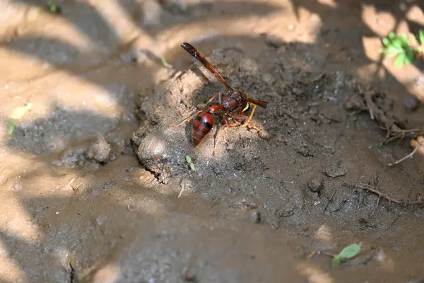 Sarı kağıt eşekarısı. Diğer isimleri değişik kağıt eşekarıları ve Polistes versicolor. Bu asubtropik sosyal eşekarısı Polistes ile birlikte, en yaygın kağıt eşekarısı cinsi. Isırığı çok acıtıyor..
