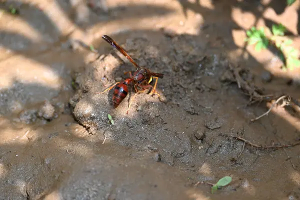 Sarı kağıt eşekarısı. Diğer isimleri değişik kağıt eşekarıları ve Polistes versicolor. Bu asubtropik sosyal eşekarısı Polistes ile birlikte, en yaygın kağıt eşekarısı cinsi. Isırığı çok acıtıyor..