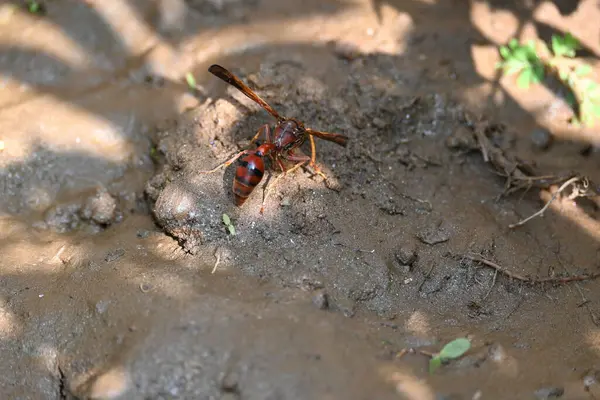 Sarı kağıt eşekarısı. Diğer isimleri değişik kağıt eşekarıları ve Polistes versicolor. Bu asubtropik sosyal eşekarısı Polistes ile birlikte, en yaygın kağıt eşekarısı cinsi. Isırığı çok acıtıyor..