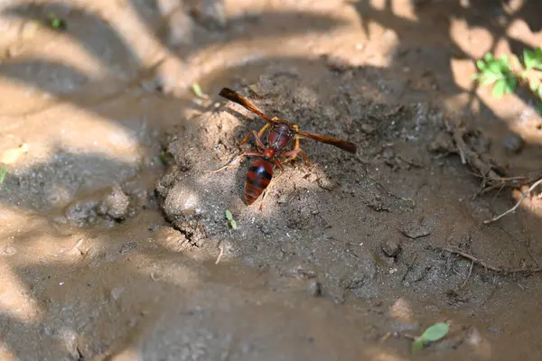 Sarı kağıt eşekarısı. Diğer isimleri değişik kağıt eşekarıları ve Polistes versicolor. Bu asubtropik sosyal eşekarısı Polistes ile birlikte, en yaygın kağıt eşekarısı cinsi. Isırığı çok acıtıyor..
