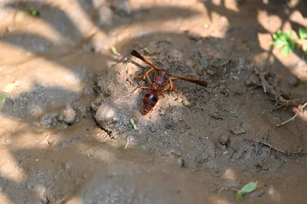 Sarı kağıt eşekarısı. Diğer isimleri değişik kağıt eşekarıları ve Polistes versicolor. Bu asubtropik sosyal eşekarısı Polistes ile birlikte, en yaygın kağıt eşekarısı cinsi. Isırığı çok acıtıyor..